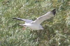 Larus armenicus