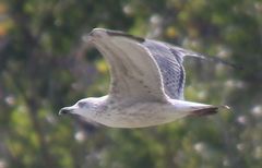 Larus armenicus