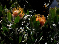 Leucospermum pluridens