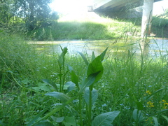 Senecio sarracenicus