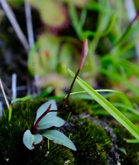 Disa flexuosa