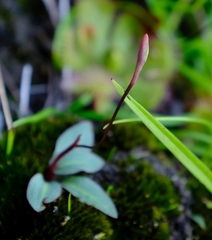 Disa flexuosa