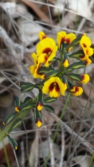 Sphaerolobium alatum