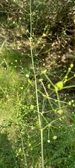 Alisma plantago-aquatica