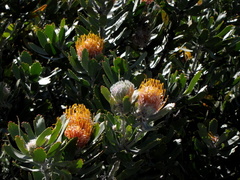 Leucospermum pluridens