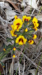 Sphaerolobium alatum