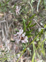 Grevillea phylicoides