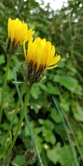 Crepis pyrenaica