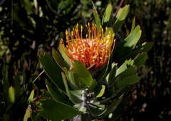 Leucospermum pluridens
