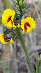 Sphaerolobium alatum