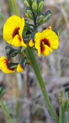 Sphaerolobium alatum