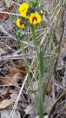 Sphaerolobium alatum