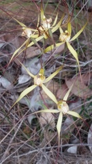 Caladenia straminichila