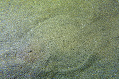 Scophthalmus rhombus