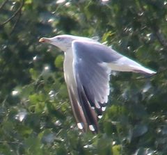 Larus armenicus