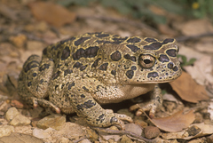Sclerophrys mauritanica