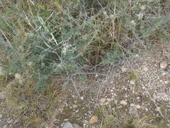 Asparagus capensis capensis