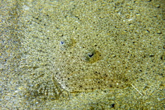 Scophthalmus rhombus