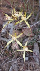 Caladenia straminichila