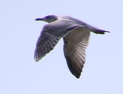 Larus armenicus