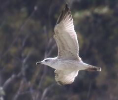 Larus armenicus