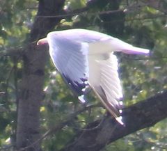 Larus armenicus