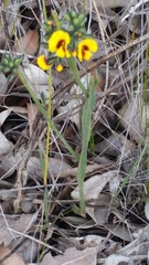 Sphaerolobium alatum