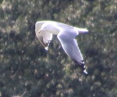 Larus armenicus