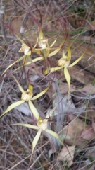 Caladenia straminichila
