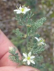 Asparagus capensis capensis