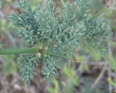 Asparagus capensis capensis