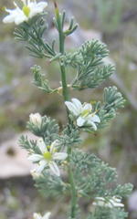 Asparagus capensis capensis