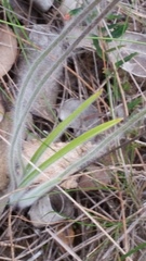 Caladenia straminichila