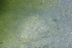 Solea senegalensis