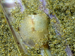 Planoceridae