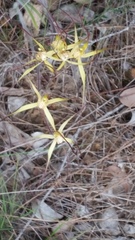 Caladenia straminichila