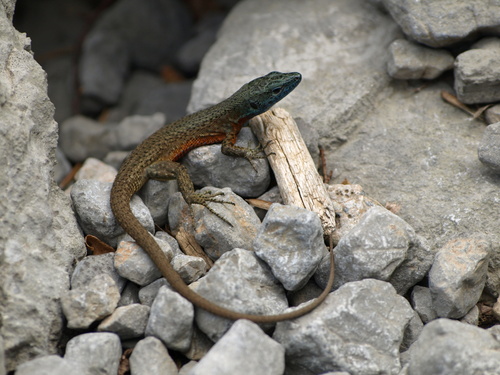 Mrki gušter (Algyroides nigropunctatus)