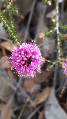 Kunzea recurva