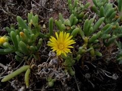 Malephora lutea
