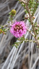 Kunzea recurva