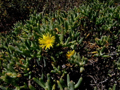 Malephora lutea