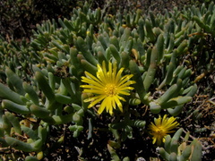 Malephora lutea