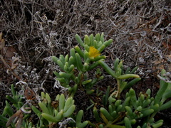 Malephora lutea