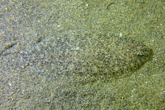 Arnoglossus laterna
