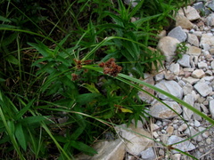 Cyperus thunbergii
