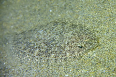Arnoglossus laterna