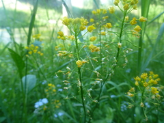 Rorippa austriaca