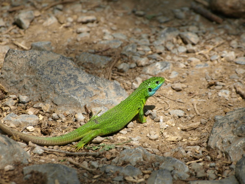 jašterica zelená (Lacerta viridis)