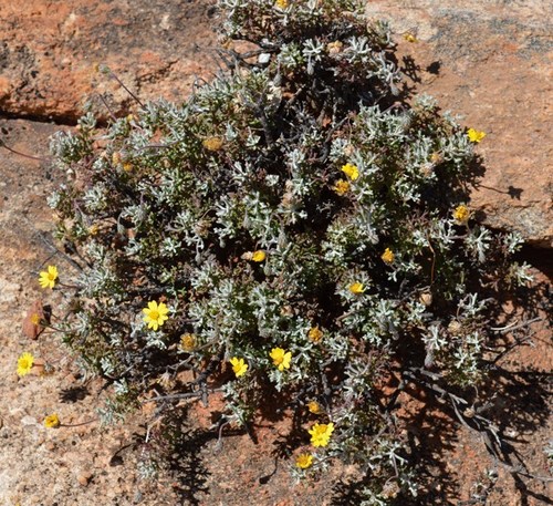 Gland Paraseed (Ursinia glandulosa)