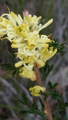 Petrophile squamata